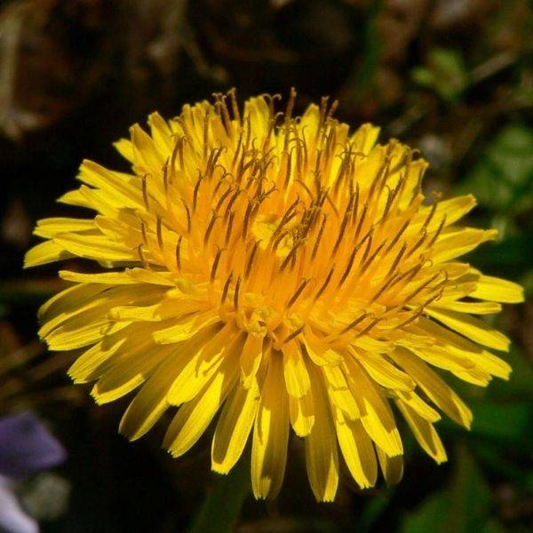 Alaska Dandelion